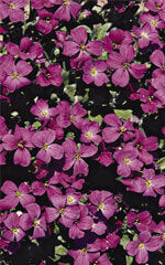 Aubretia False Rock Cress - Ontario Seed Company