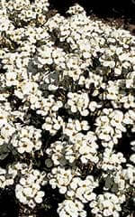 Arabis Snow Cap - Ontario Seed Company