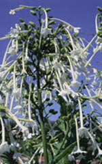 Nicotiana Only the Lonely - Ontario Seed Company
