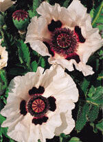 Oriental Poppy Checkers - Ontario Seed Company