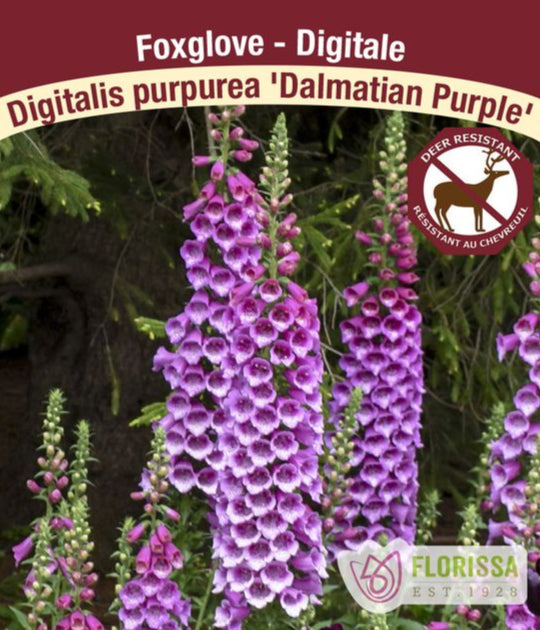 Foxglove - Digitalis Dalmatian Purple, 1 Pack