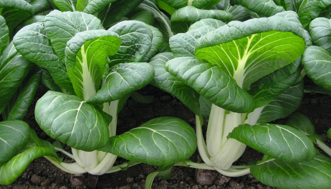 Cabbage Pak Choi - Pacific Northwest Seeds