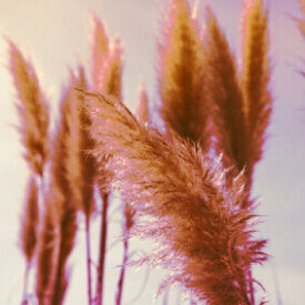 Ornamental Grass Pampas Plume Pink - Ontario Seed Company