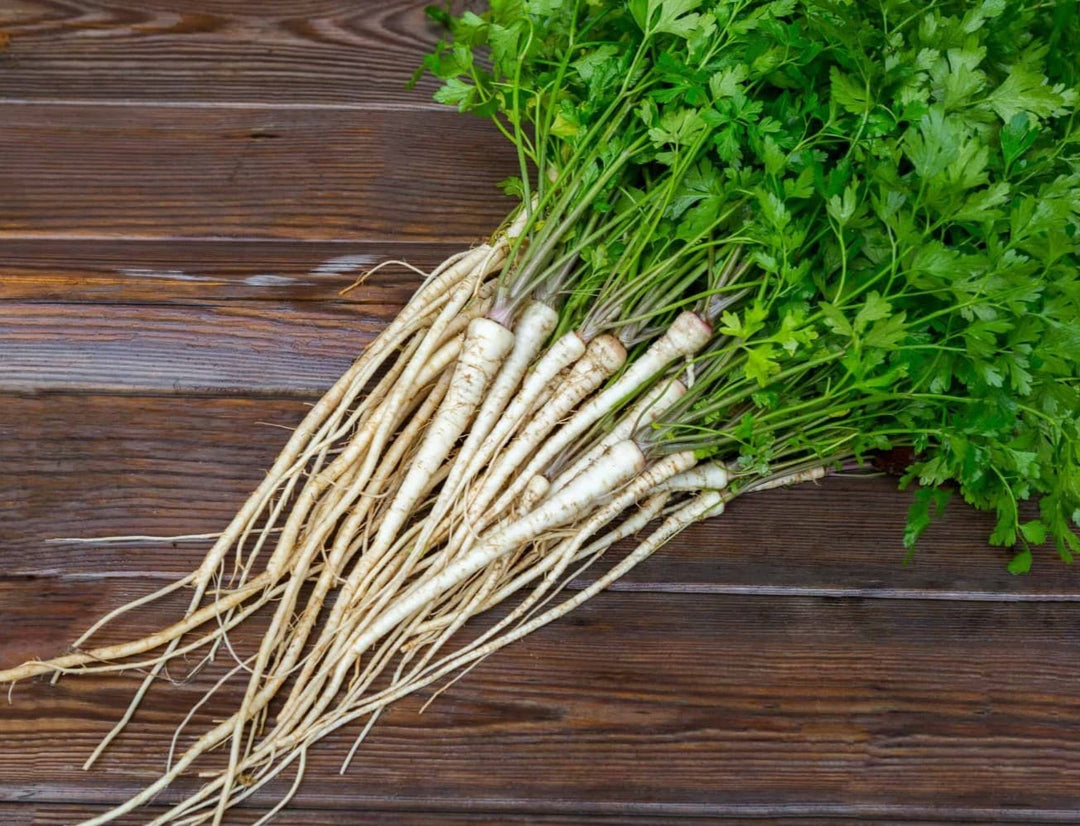 Parsley Hamburg Rooted - Pacific Northwest Seeds