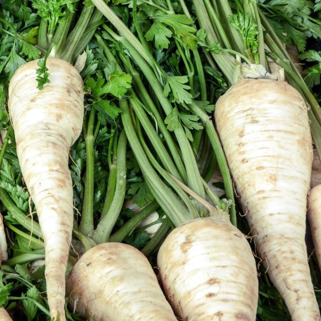 Parsnip Hallow Crown - Pacific Northwest Seeds