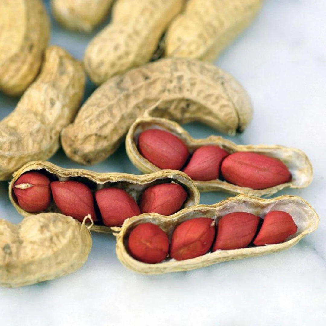 Peanuts Valencia - Pacific Northwest Seeds
