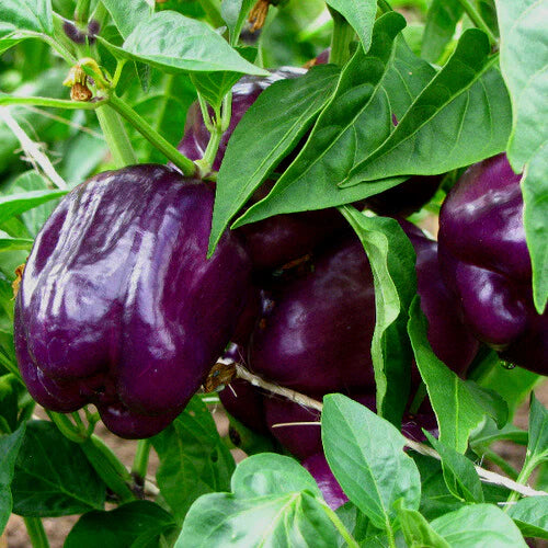 Pepper Purple Beauty, Sow Easy - McKenzie Seeds
