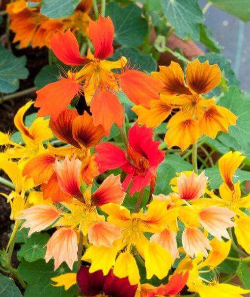 Nasturtium Phoenix - Ontario Seed Company