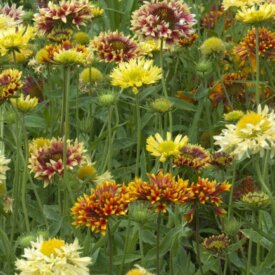 Gaillardia Picta Doubles Mixed - Ontario Seed Company