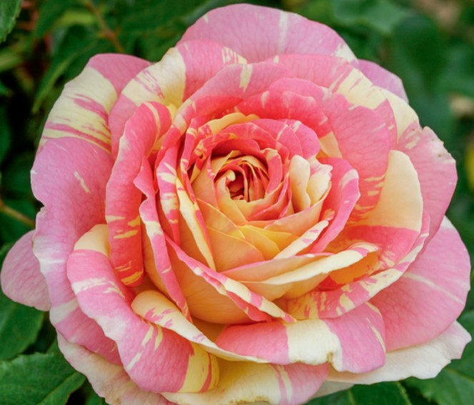Pop Art - Weeks Rose