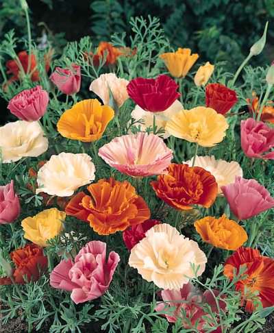 California Poppy Mission Bells - Pacific Northwest Seeds