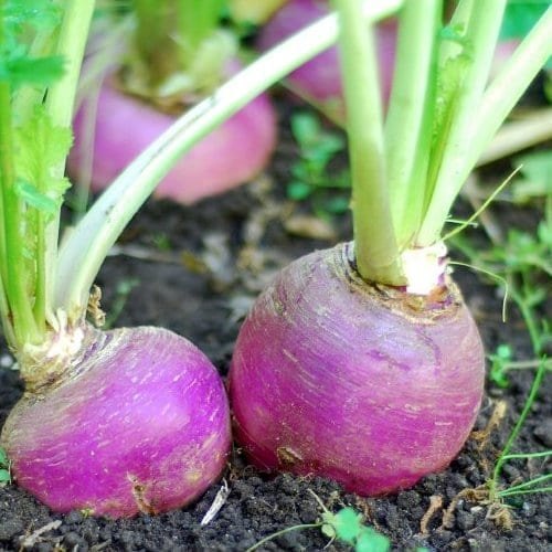 Turnin Purpletop - Pacific Northwest Seeds