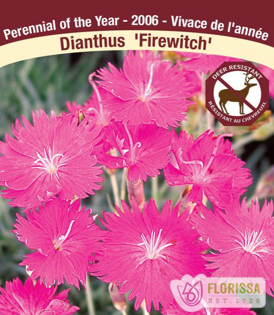 Dianthus gratianopolitanus Firewitch, 1 Pack