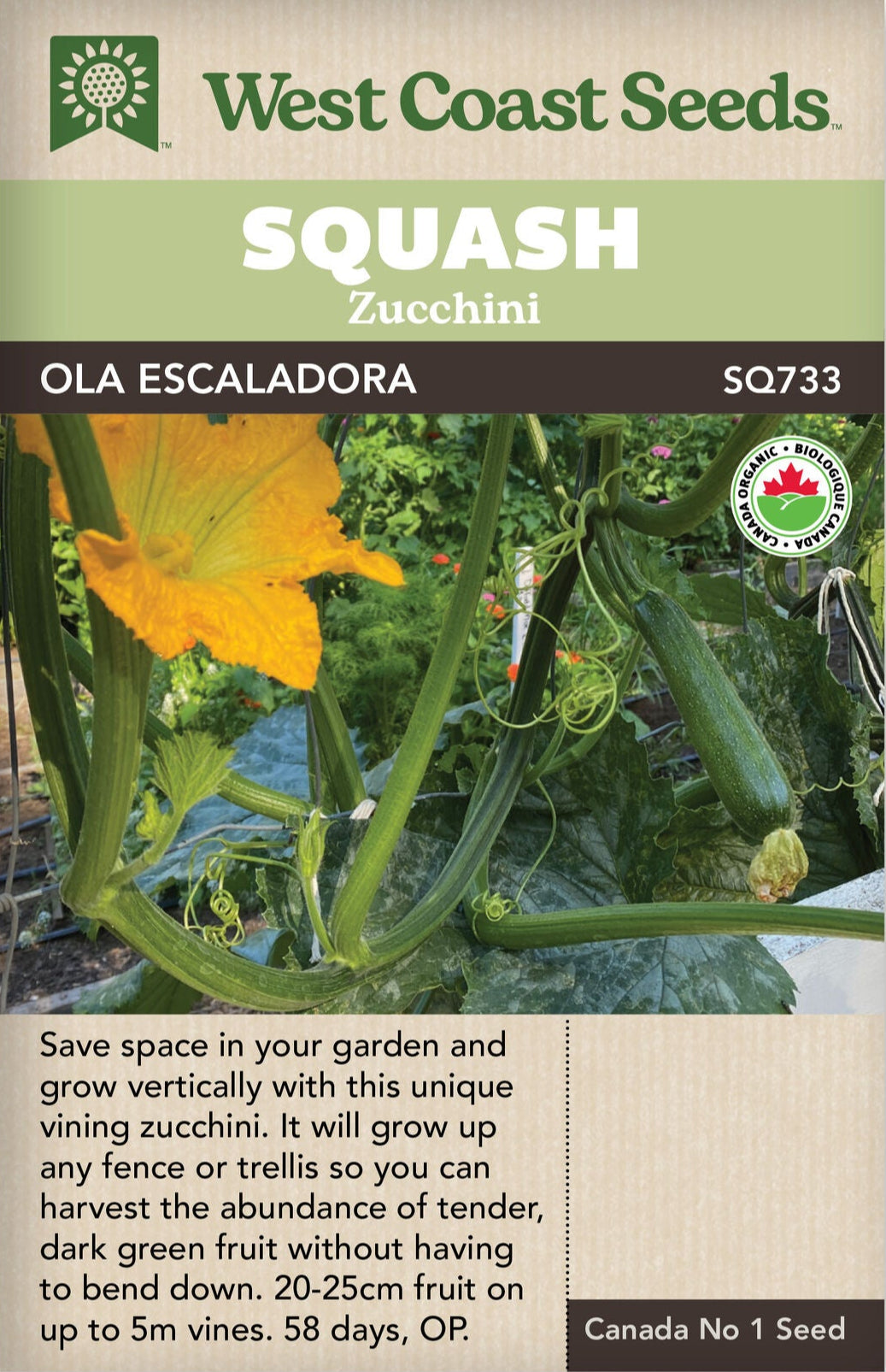plant zucchini seeds up or down Organic Zucchini Ola Escaladora