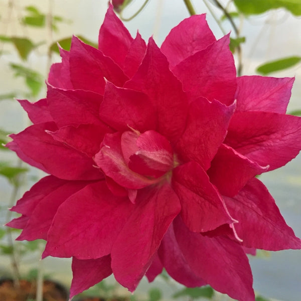 Clematis Red Star