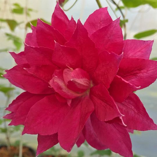Clematis Red Star