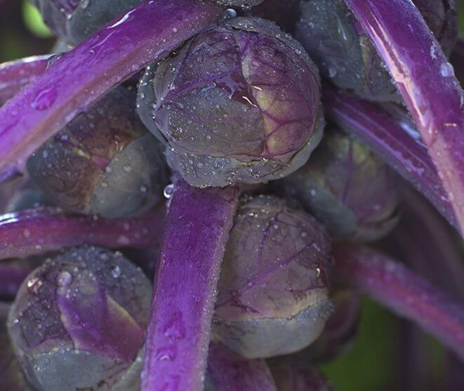 Brussels Sprouts Redarling - Ontario Seed Company