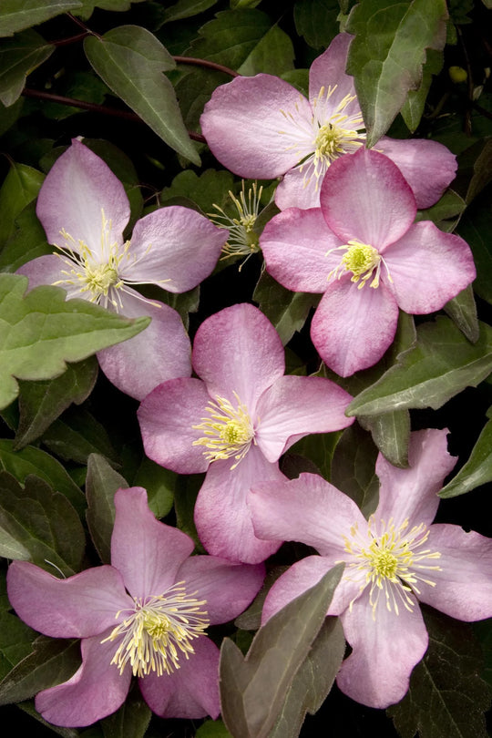 Clematis Montana Freda