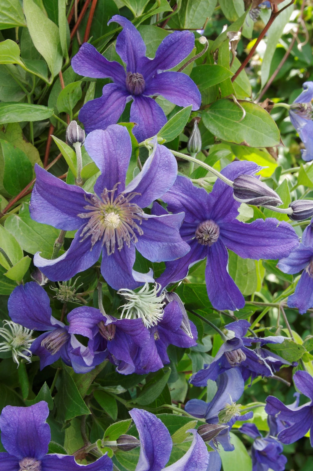 Clematis Sapphire Indigo