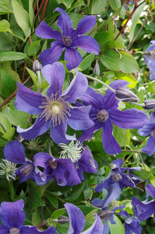 Clematis Sapphire Indigo