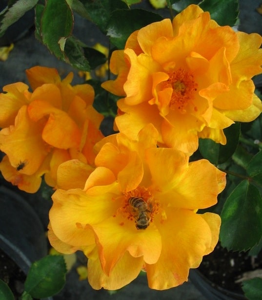 Bill Reid - Cold Hardy Rose