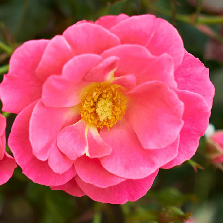Aurora Borealis - Cold Hardy Rose