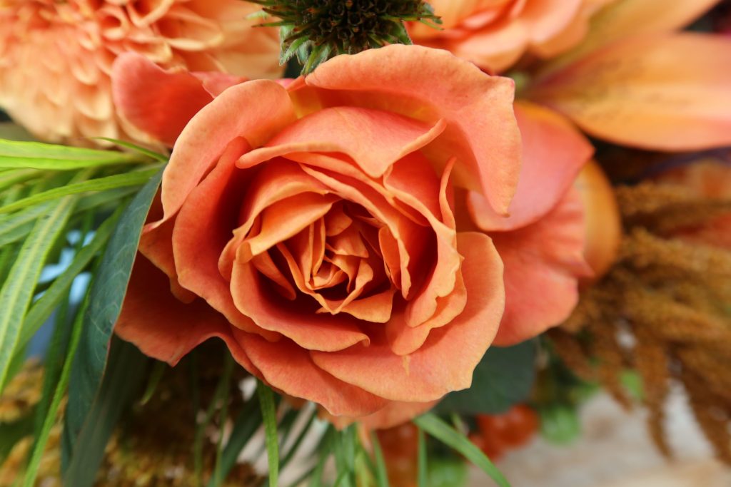 Pumpkin Patch - Weeks Rose