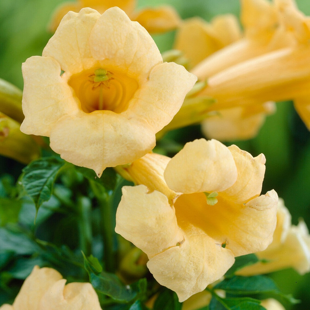 Campsis Flava (Trumpet Vine) – Wildwood Outdoor Living