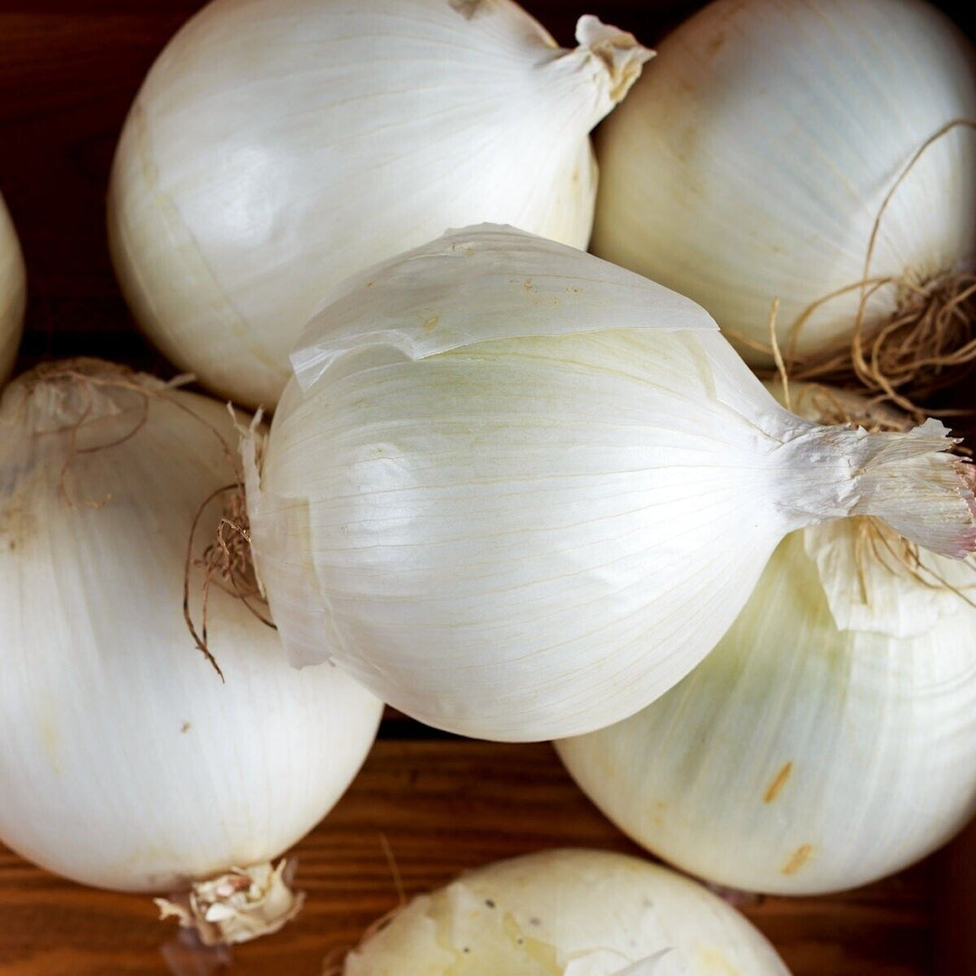 Onion Sweet Spanish Utah White - Pacific Northwest Seeds