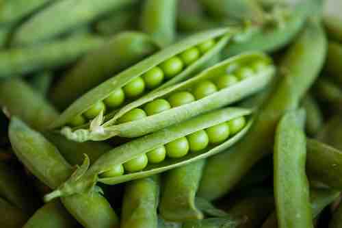 Peas Lincoln Homesteader - Pacific Northwest Seeds