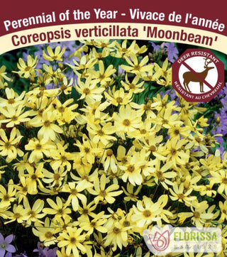 Coreopsis - Moonbeam, 1 Pack