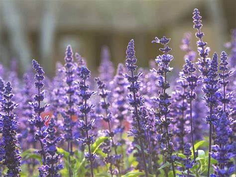 Sage - Pacific Northwest Seeds