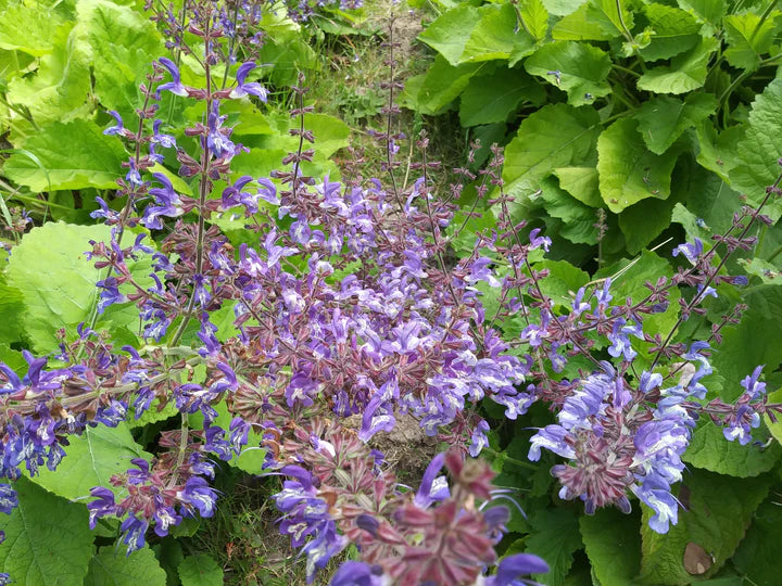 Salvia Forskaohlei - Eagleridge Seeds