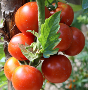 Tomato Sasha's Altai - Eagleridge Seeds