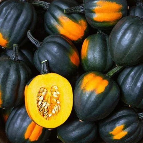 Squash Table Queen Acorn - Pacific Northwest Seeds