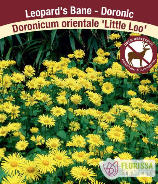 Leopards Bane - Doronicum Little Leo, 1 Pack