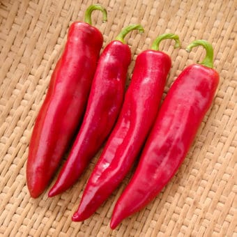 Pepper Szentesi - Eagleridge Seeds