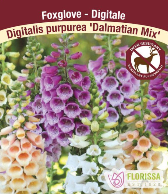 Foxglove - Digitalis Dalmatian Mix, 1 Pack