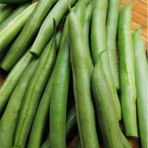 Beans Tendergreen Improved - Ontario Seed Company