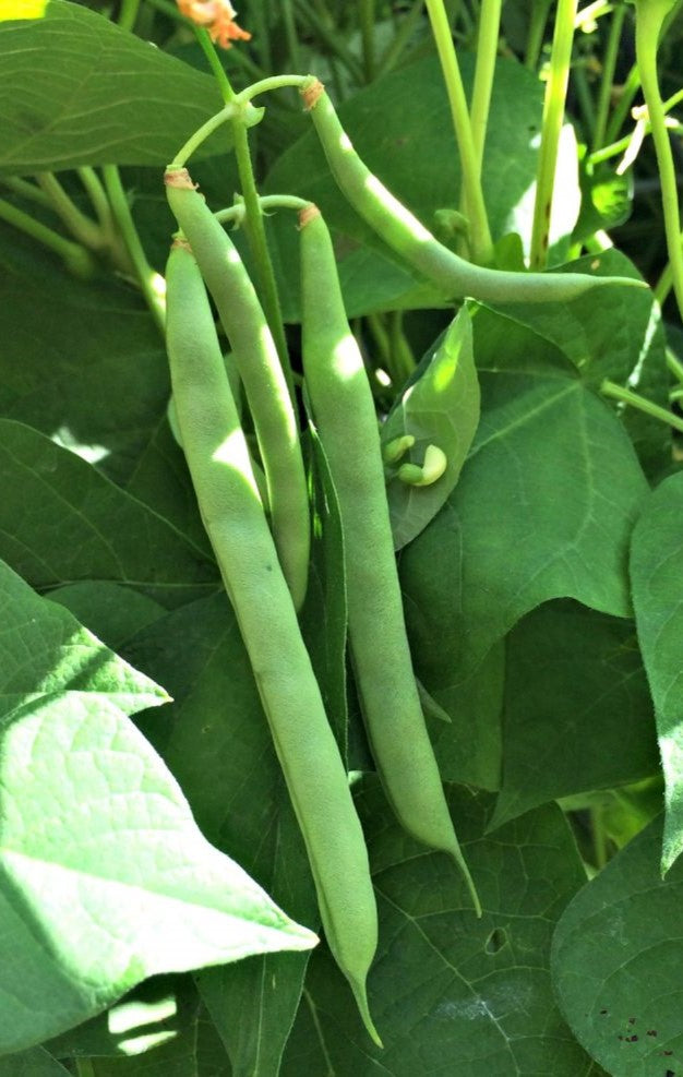 Beans Tendergreen Bush - Pacific Northwest Seeds
