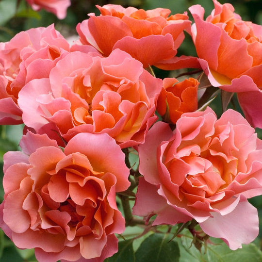 Tequila Supreme - Star Roses and Plants