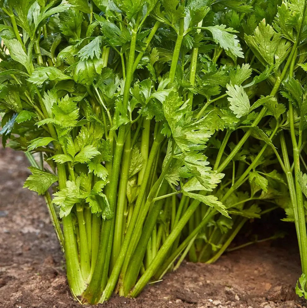 Celery Utah 52-70 R - Burpee Seeds