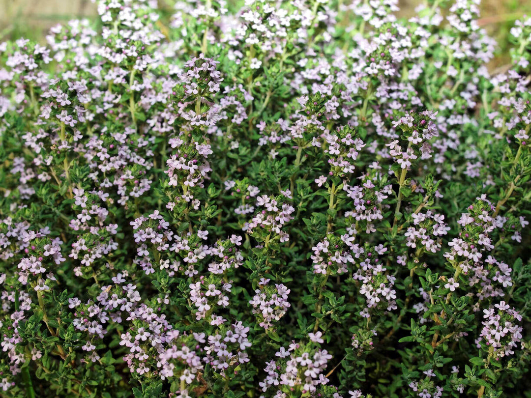 Thyme - Ontario Seed Company