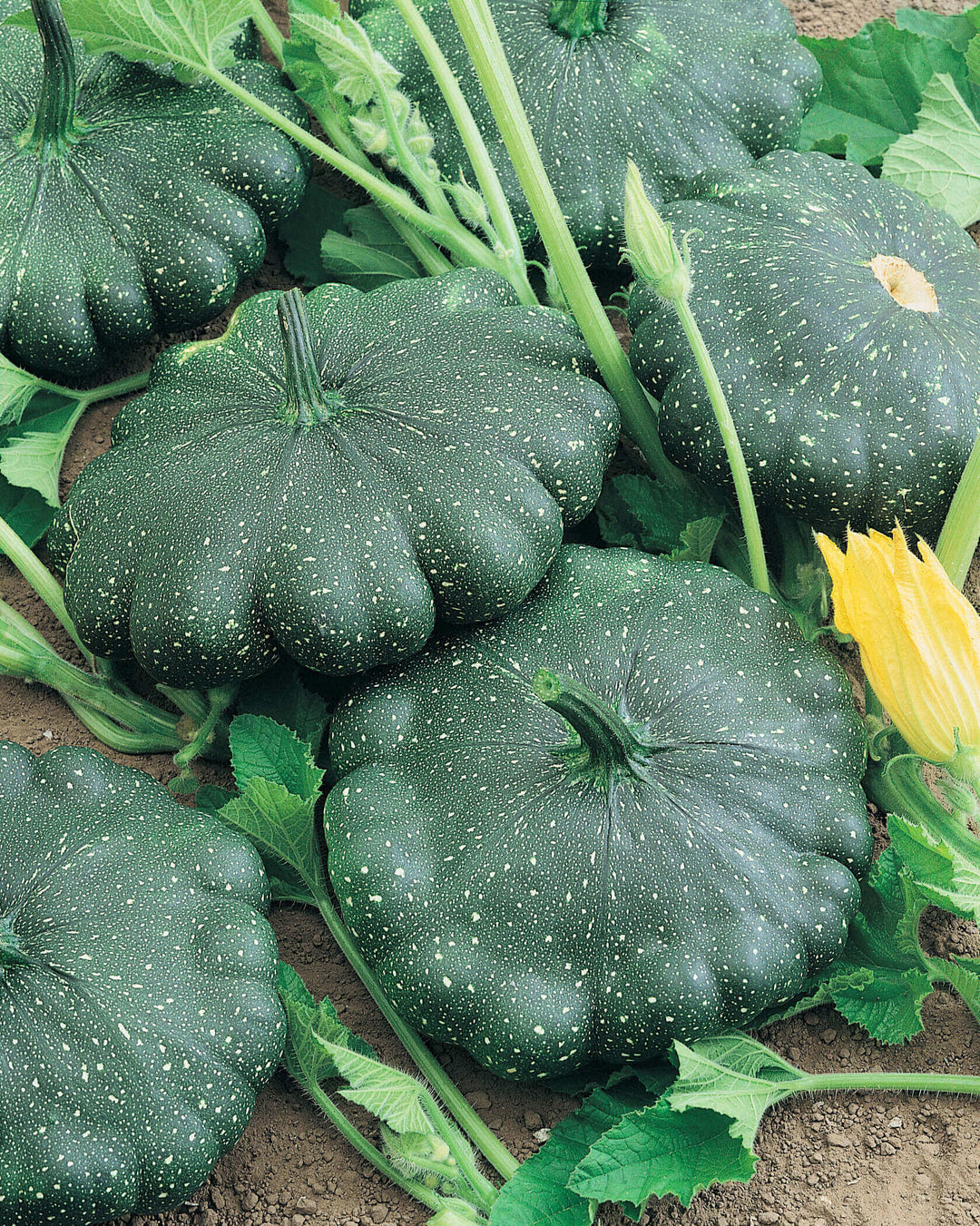 Squash Total Eclipse Hybrid - Ontario Seed Company