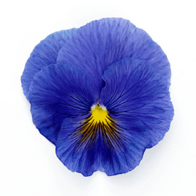 Pansy Inspire True Blue - Ontario Seed Company