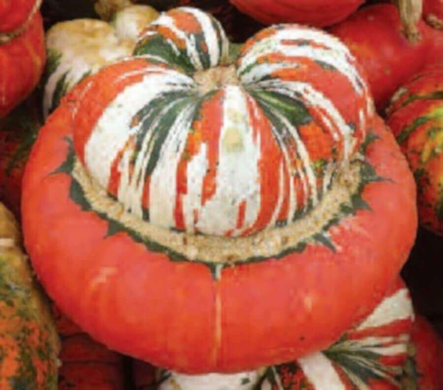 Squash Turk's Turban - Ontario Seed Company