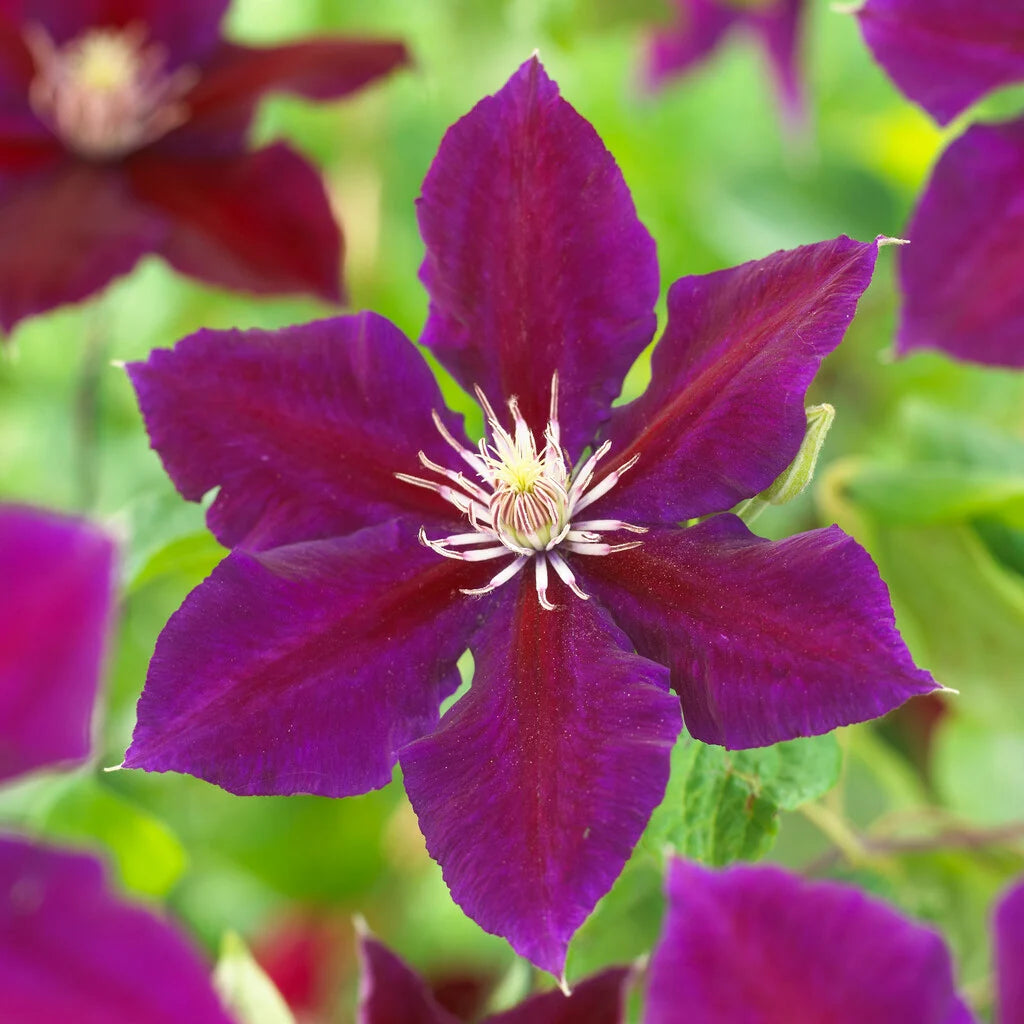 Clematis Julka