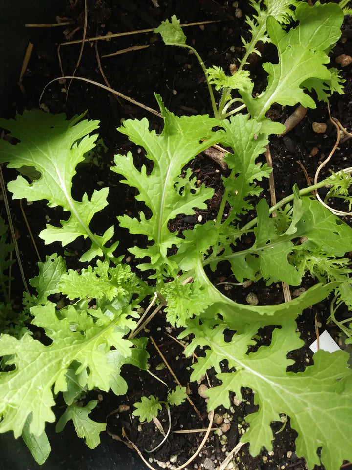 Wasabina Mustard - Eagleridge Seeds