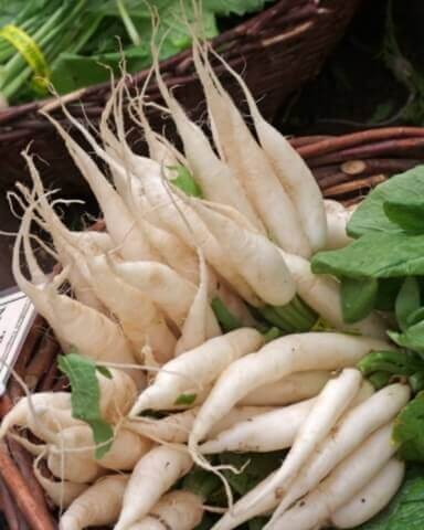 Radish White Icicle - Ontario Seed Company