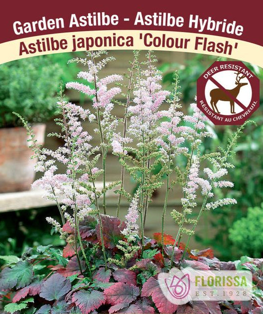 Astilbe - Colour Flash, 1 pack